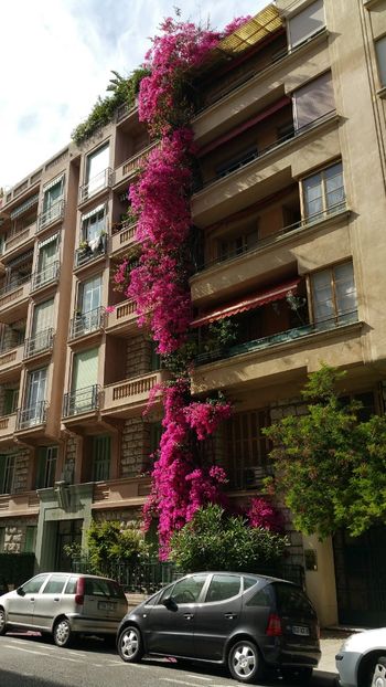  - BOUGAINVILLIER 2019