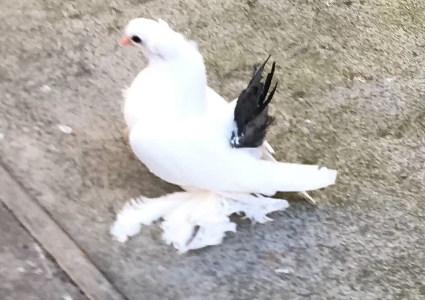  - Pui 2019