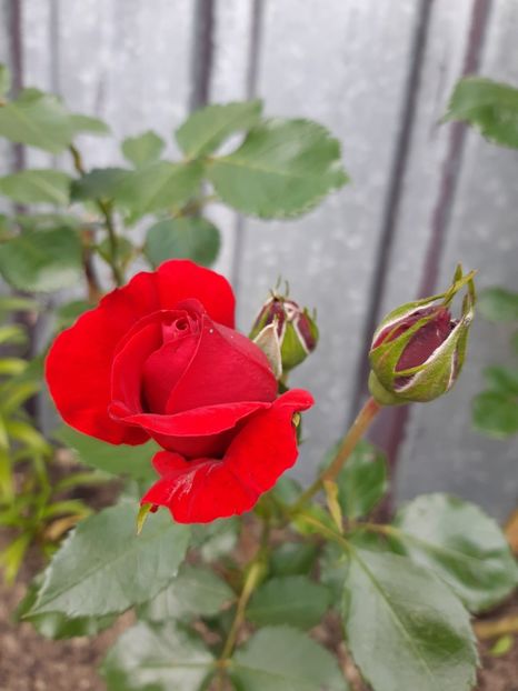  - Trandafiri 2019