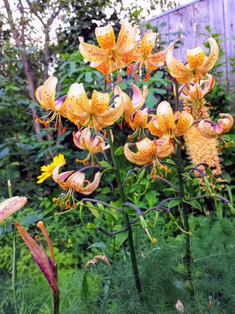 Guinea Gold - Crini 2019