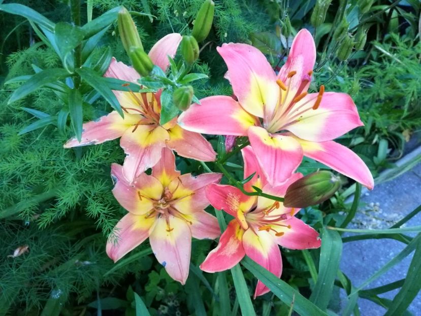 Forever Linda - Crini 2019