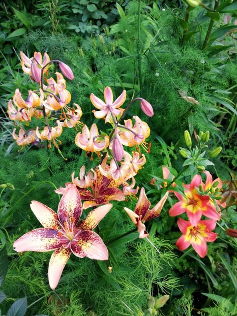 Tribal Dance, Forever Linda, Guinea Gold - Crini 2019