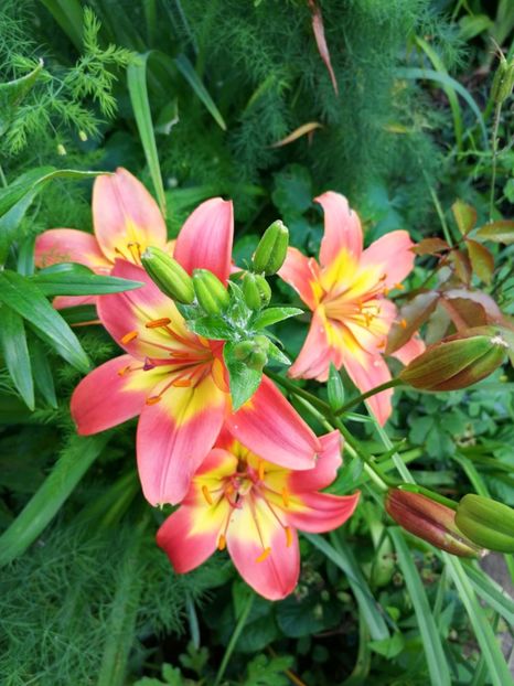 Forever Linda - Crini 2019