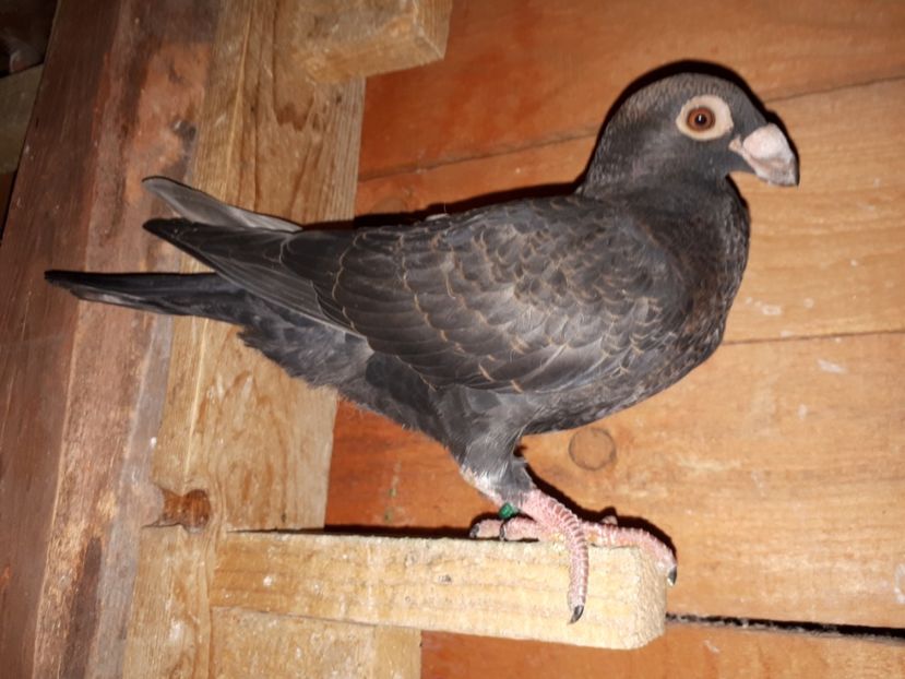 F - I3 _ tineret 2019