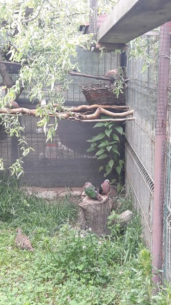  - TURTURELELE ARIPA VERDE