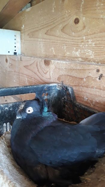  - JDB-unicolori NEGRI