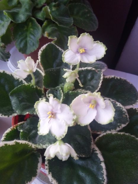 Sportiva (14-06-2019) - Violete 2019