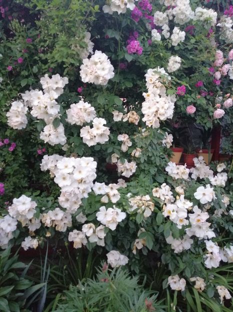  - Hybrid mosc Sally Holmes