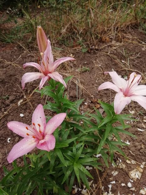 2019 - 13.06 - gradina 2019