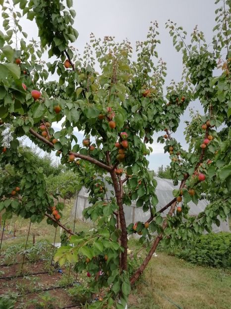 2019 - 13.06 - gradina 2019