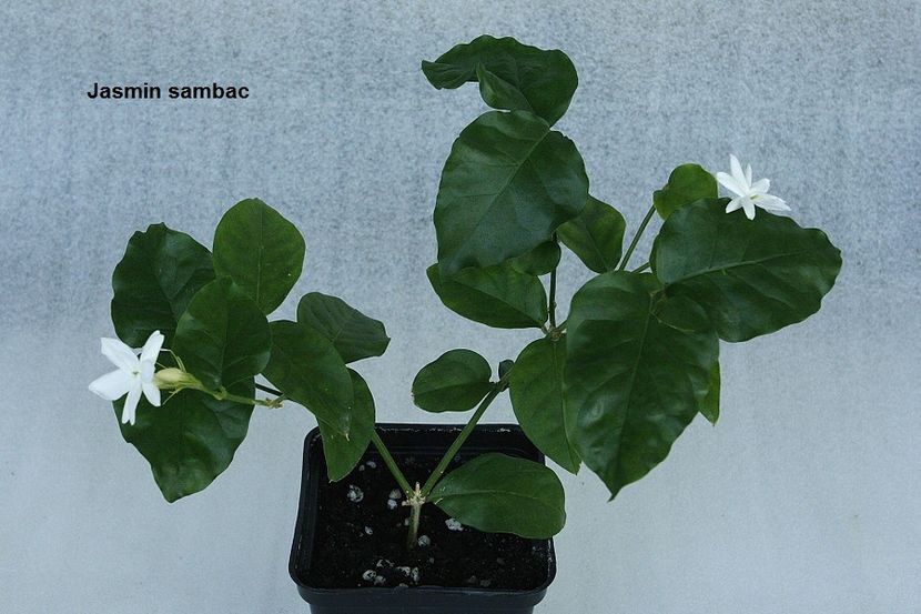 14.06.19 - 03 Iasomii si altele