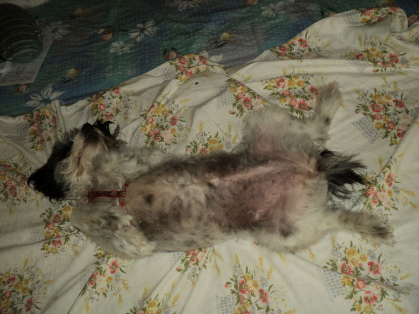 ...sau in paispe... - Pusa