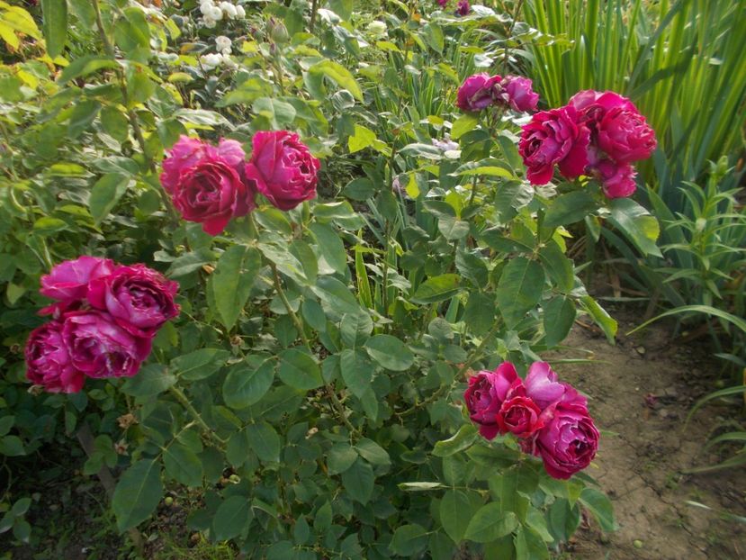  - Baron Girod de l Ain