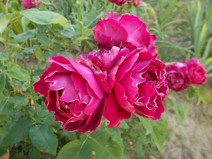  - Baron Girod de l Ain