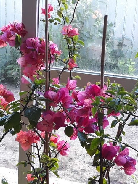  - Bougainvillea 2019-2020