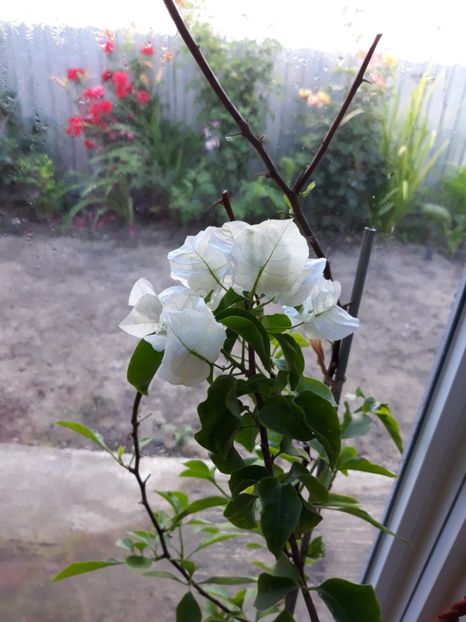  - Bougainvillea 2019-2020