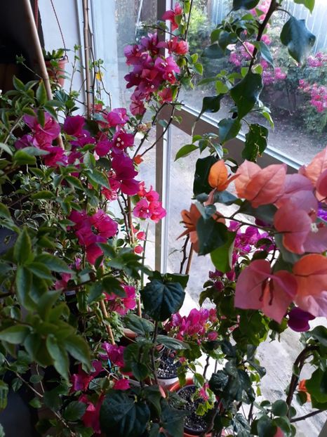  - Bougainvillea 2019-2020