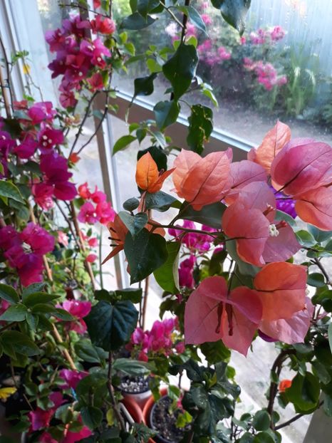  - Bougainvillea 2019-2020