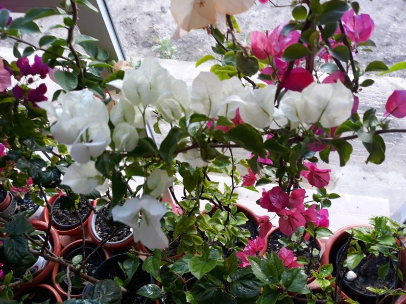  - Bougainvillea 2019-2020