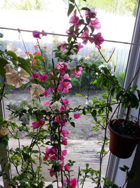  - Bougainvillea 2019-2020