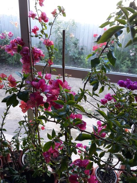  - Bougainvillea 2019-2020