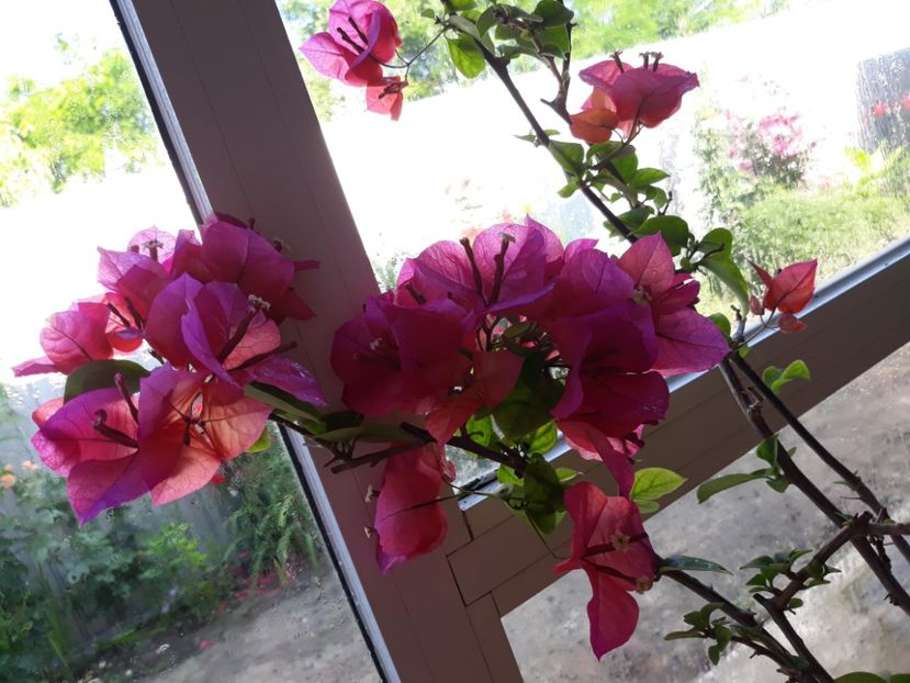  - Bougainvillea 2019-2020