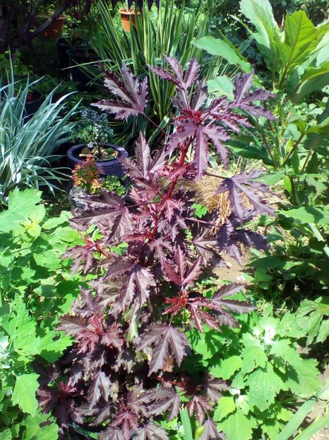  - curtea cu toate cele 2019