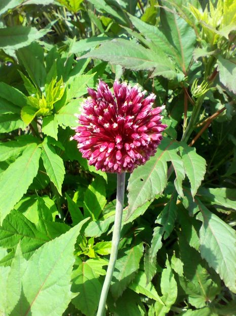  - curtea cu toate cele 2019