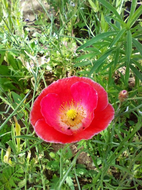  - curtea cu toate cele 2019