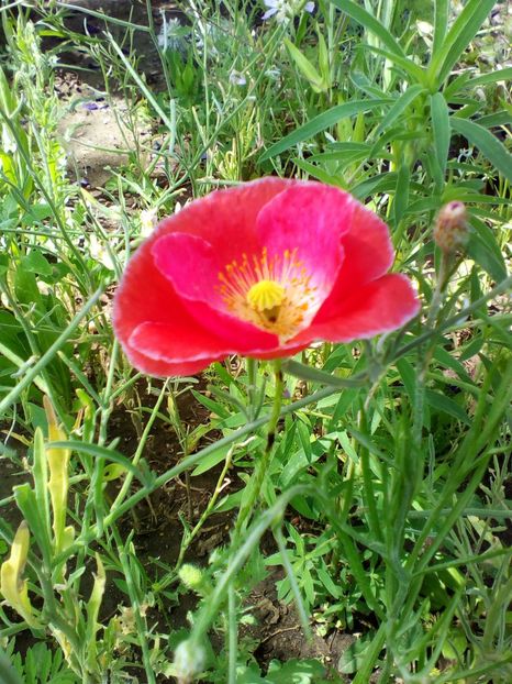  - curtea cu toate cele 2019