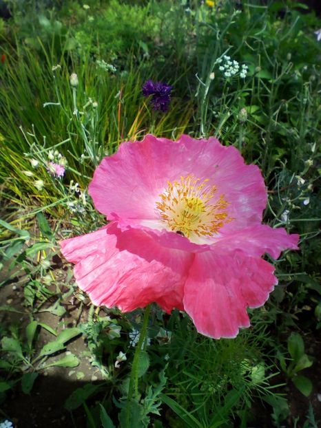  - curtea cu toate cele 2019