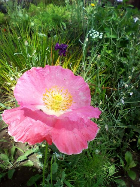  - curtea cu toate cele 2019