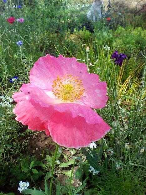  - curtea cu toate cele 2019