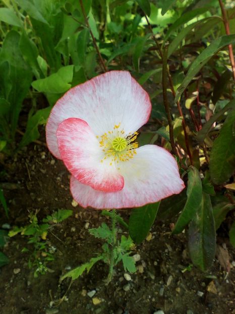  - curtea cu toate cele 2019