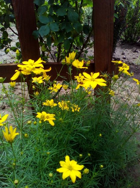  - curtea cu toate cele 2019