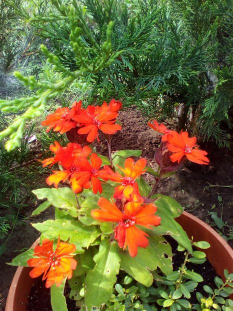  - curtea cu toate cele 2019