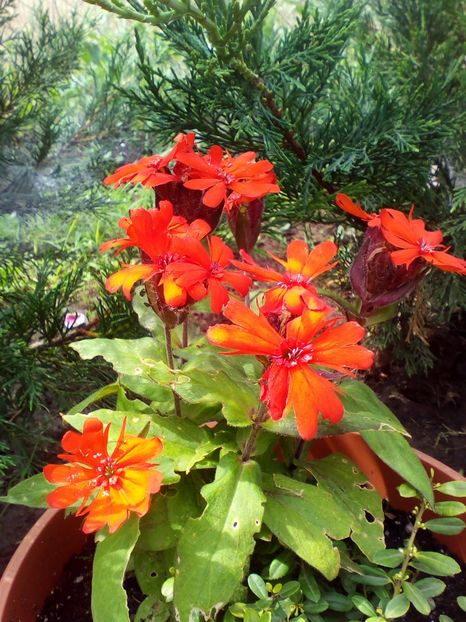  - curtea cu toate cele 2019