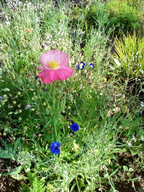  - curtea cu toate cele 2019