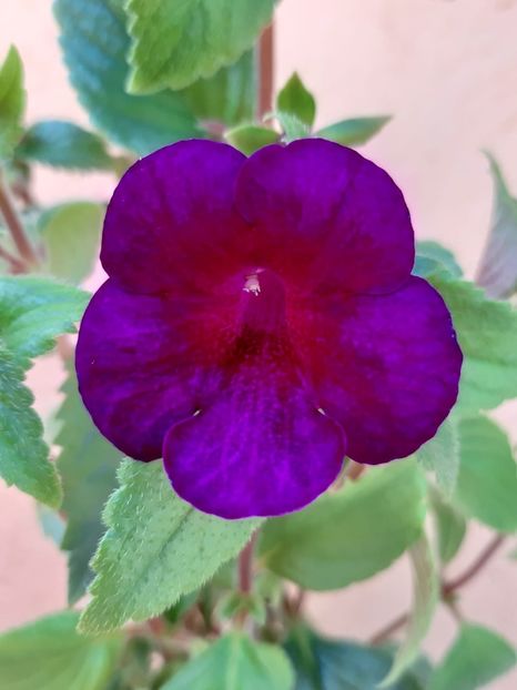 BriD’s 34-19 - Achi din semințe BriDs 2019