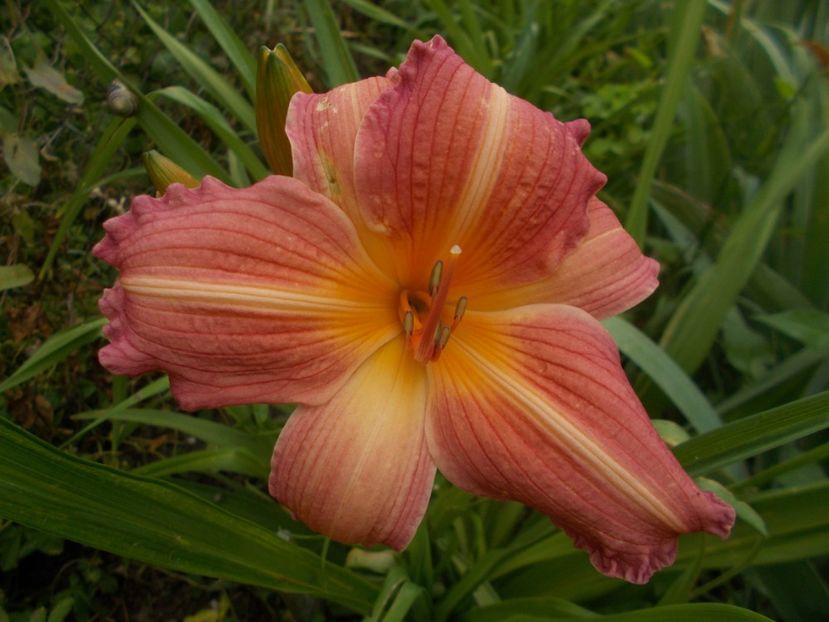  - Hemerocallis 2019