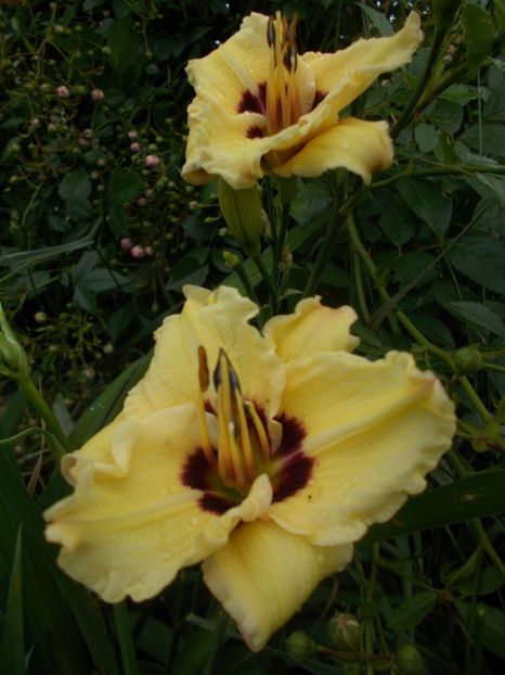  - Hemerocallis 2019