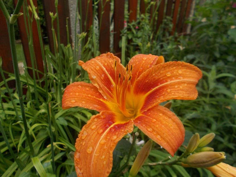  - Hemerocallis 2019