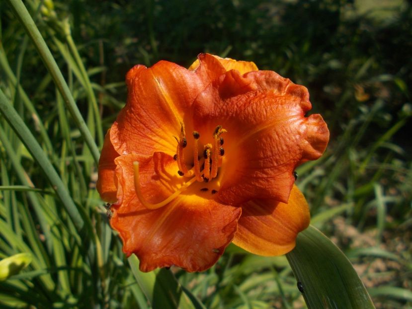 NABIS - Hemerocallis 2019