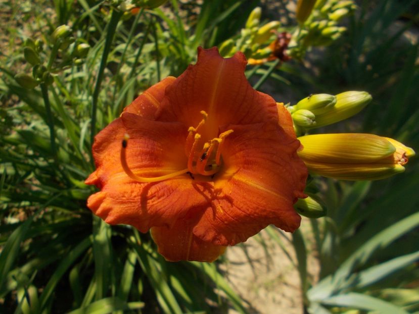 NABIS - Hemerocallis 2019