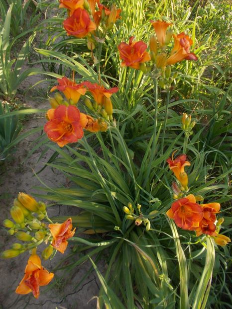 MY MELINDA - Hemerocallis 2019