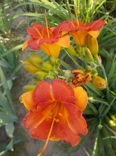 MY MELINDA - Hemerocallis 2019