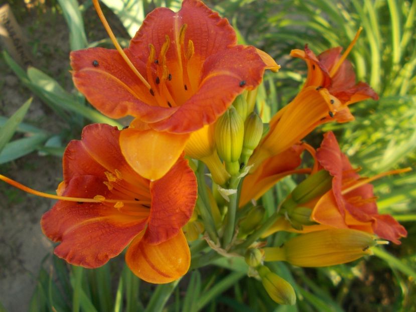  - Hemerocallis 2019