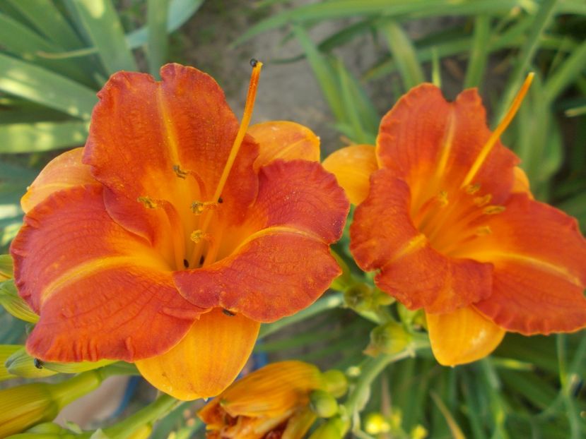  - Hemerocallis 2019