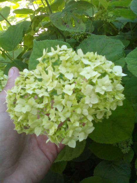 Paniculata -'Annabelle' - Hortensii 2019