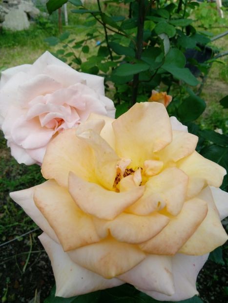 14 iunie - Trandafiri 2019